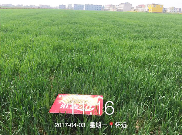 1533191852320328.jpg 16.jpg