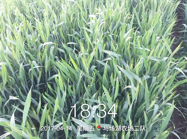 1533191896130567.jpg 25.jpg